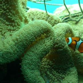 沖縄　ブセナ 海中展望塔2 Okinawa Busena Underwater Observatory2