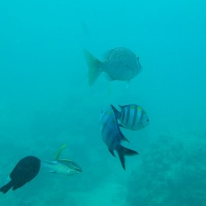 沖縄　ブセナ 海中展望塔3 Okinawa Busena Underwater Observatory3