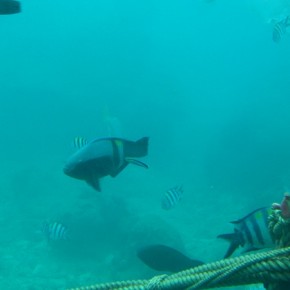 沖縄　ブセナ 海中展望塔6 Okinawa Busena Underwater Observatory6