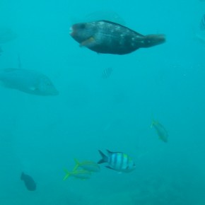 沖縄　ブセナ 海中展望塔7 Okinawa Busena Underwater Observatory7