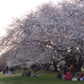 Cherry blossom viewing at Kinuta Park