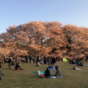 Cherry blossom viewing party at Kinuta Park 2014