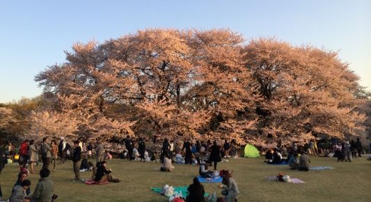 砧公園でお花見 2014Cherry blossom viewing party at Kinuta Park 2014